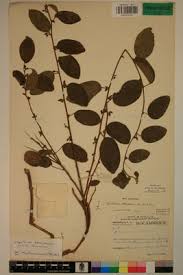 Image result for Albertisia