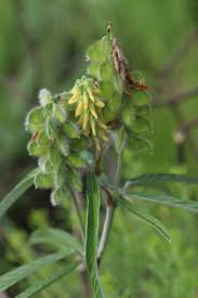 Image result for Eriosema angolense