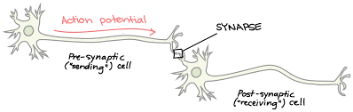 Synapse, the site of transmission of electric nerve impulses between two nerve cells (neurons) or between a neuron and a gland or muscle cell (effector). The Synapse Article Human Biology Khan Academy