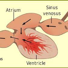 There aren't enough food, service, value or atmosphere ratings for bony fish seafood restaurant, greece yet. Structure Of The Heart Of A Teleost Bony Fish Arrows Are Directional Download Scientific Diagram