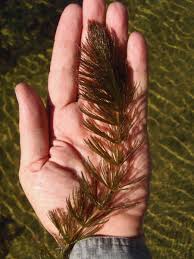 Image result for Ceratophyllum