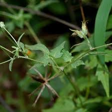 Image result for Bidens biternata