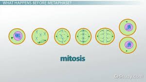 Record your score out of 20. Cell Metaphase Definition Explanation Video Lesson Transcript Study Com