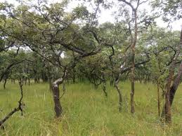 Image result for Marquesia macroura