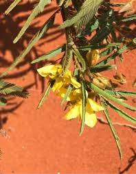 Image result for Chamaecrista paralias