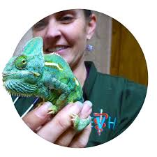 Pets and Essential Oils: Q&A Interview with Dr. Emily Hoppmann, DVM -