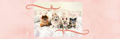 You can bring your puppy or kitten in to be pampered and spoiled rotten. The Pampered Pet Grooming Salon Linkedin