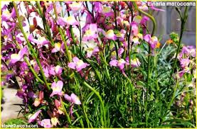 انواع نبات الكتانية او الليناريا اوالمخلصة او حباحب Linaria قوائم النبات قوائم النبات معلومان عامه معلوماتية Plants