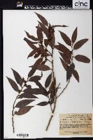 Image result for Diospyros chamaethamnus