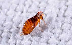 Although typically two friends are not biologically related to each other, with time, they become a family. Pest Library A Guide To North Tx Pest Identification Control