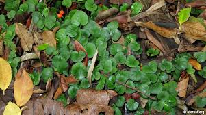 Image result for Geophila repens