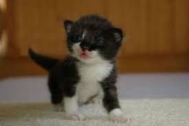 Kedi Genclik Hastaligi Nedir