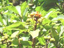 Image result for Feretia aeruginescens