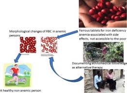 Image result for Uvaria tanzaniae