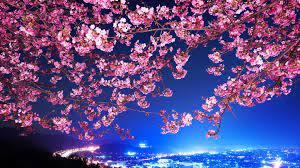 Search discover and share your favorite cherry blossom gifs. Cherry Blossoms Hd Wallpaper Hintergrund 1920x1080