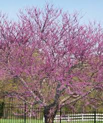 Leaves are a rich green, and fall color is golden yellow. Burgundy Hearts Redbud Bower Branch