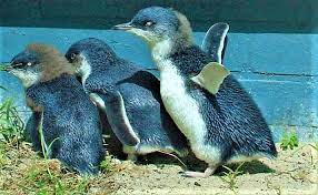 Pin On Amazing Birds