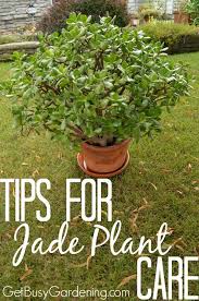 Jade Plant Care Tips How To Grow Take Care Of A Jade Succulent Jade Plant Care Jade Plants Plants