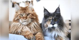 For those who still care and wish to make an impact, we will gladly accept your monetary donation of any size. 17 Reasons To Never Adopt A Maine Coon Cat Holidogtimes
