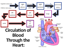 circulatory systems in animals transport systems in