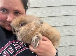 Adoptable rabbit simba in idaho needs home