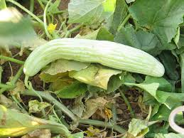 Image result for Cucumis engleri