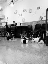 Maybe you would like to learn more about one of these? How Many Atoms Are In Potassium On Dishilfsibba Curatoredimmaginemario It