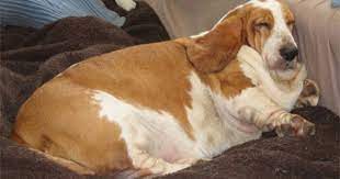 pin on pets i adore