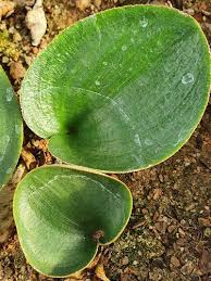 Image result for Eriospermum roseum