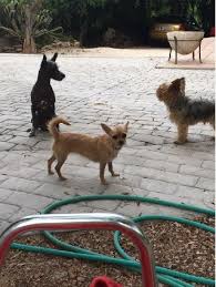 Great for those who can't play with other dogs, seniors or those who are less active. Doggy Daycare In Calle Alicante With Best Prices On Petbacker