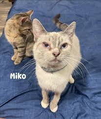 Scotland Neck, 27874