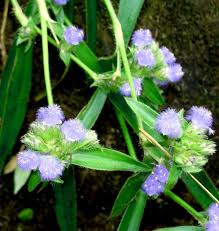Image result for Cyanotis longifolia