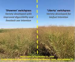 Enjoy rich green healthy looking lawn all year every year! Switchgrass Livestock And Wildlife Forage Landscaping Plant And Potential Fuel For People Purdue University Pest Crop Newsletter