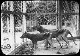 Premium supplier of professional military and police. Tasmanian Tiger Just Another Marsupial In The Pouch