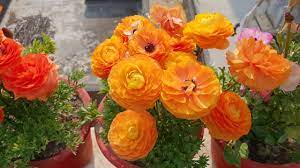 Care Of Ranunculus Plant Beautiful Winter Flower How To Grow And Care Ranunculus Plant Youtube