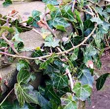 pin van linda liiv op growth and decay