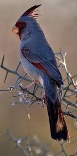 Desert Cardinal Not All Cardinals Are Red Papaganlar Kus Resimleri Guzel Kuslar