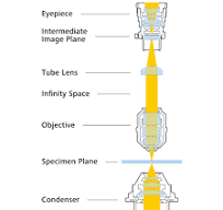 Basic Principles of Infinity Optical Systems | ZEISS