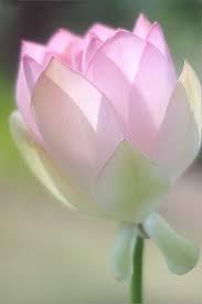 Lotus Flower Beautiful Flowers Amazing Flowers Flowers