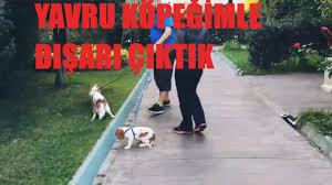 Kopekler Nasil Yikanir Kopek Yikama Youtube