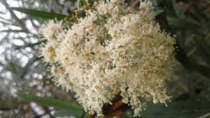 Image result for Buddleja saligna