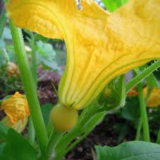 How To Harvest Squash Blossoms So Tasty This Natural Dream Garden Harvest Squash Blossom Harvest
