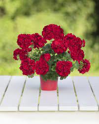 10 Little Known Facts About Geraniums Geranium Plant Geraniums Garden Growing Geraniums