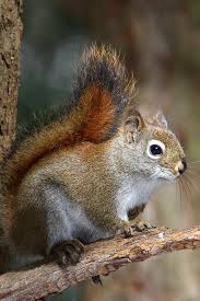 However, their product was rejected. Squirrel Iphone Wallpapers