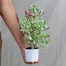 Image result for Monadenium