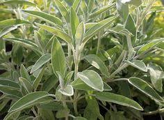 Recolte Et Conservation De La Sauge Officinale