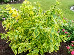 The duranta has attractive evergreen foliage, and some varieties have gold or variegated (different duranta plants are easy to grow in warm weather and full sun. Durantas Shine In Late Season Landscapes