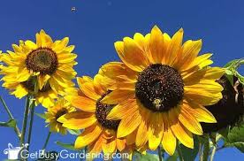 Every garden needs pollinators and bees are among the best. How To Attract Bees To Your Vegetable Garden Get Busy Gardening