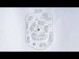 Pencil animal cell drawing easy. Drawing Science Diagrams Biology Youtube Animal Cell Drawing Animal Drawings Drawings
