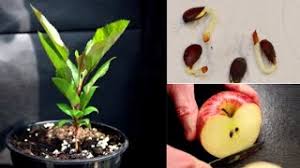How to grow an apple tree from seed youtube. How To Grow An Apple Tree From A Pip Youtube
